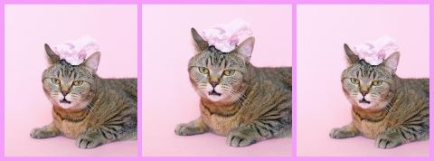 Jamais assez de chats Trois chats sur fond rose