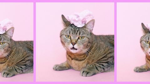 Trois chats sur fond rose