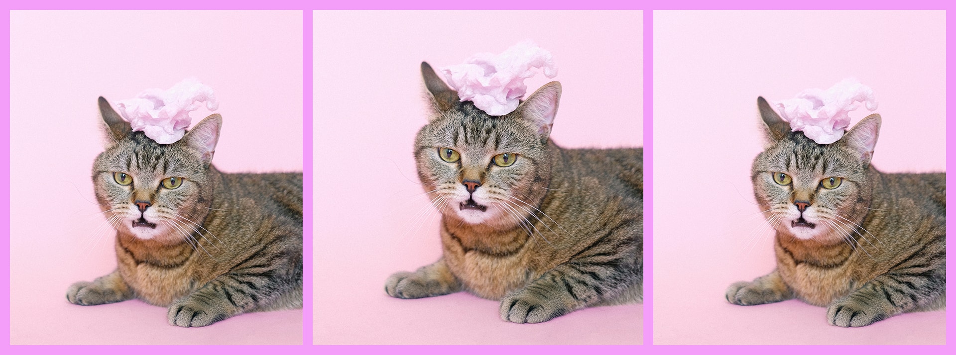 Jamais assez de chats Trois chats sur fond rose