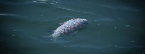 Les canicules marines se muliplient et leurs conséquences sont désastreuses Poissons morts flottant à la surface de l'océan
