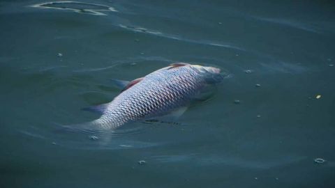 Poissons morts flottant à la surface de l'océan