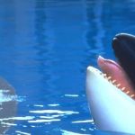 Image du film Sauvez Willy