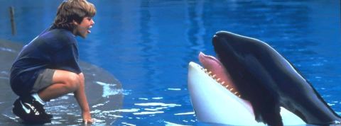 Comment expliquer que des orques attaquent des bateaux ? Image du film Sauvez Willy