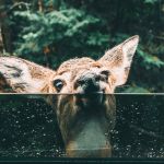 Biche regardant à travers la fenêtre d'une voiture