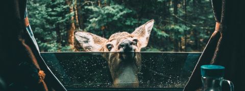 Les Francais et le développement durable Biche regardant à travers la fenêtre d'une voiture