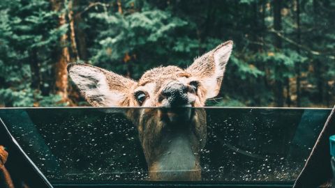 Biche regardant à travers la fenêtre d'une voiture