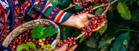 En Équateur, la bioéconomie en pleine croissance Culture de café