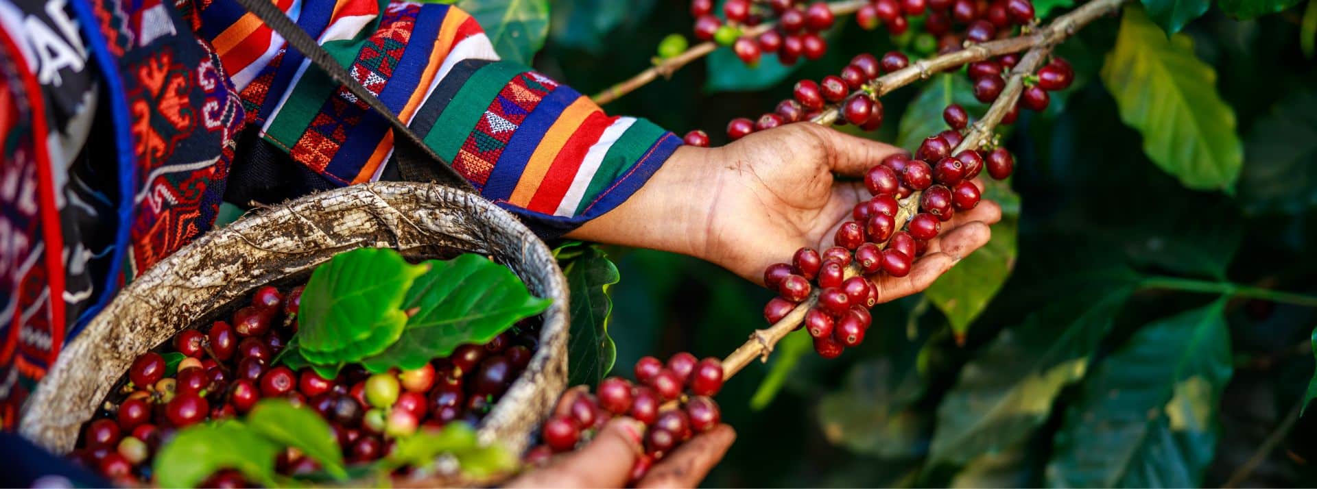 En Équateur, la bioéconomie en pleine croissance - L'ADN Culture de café