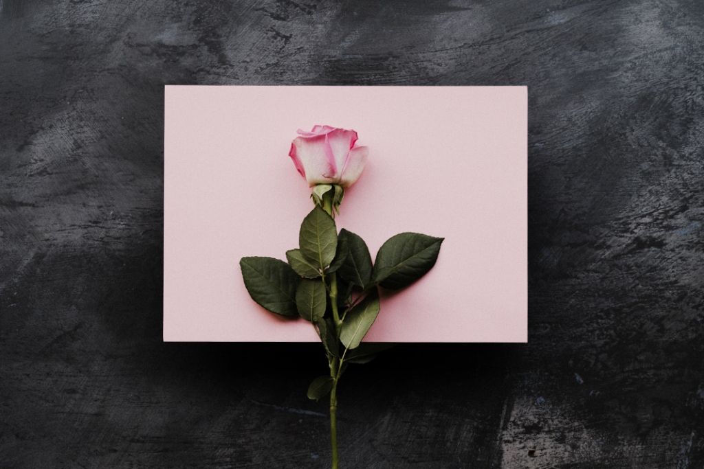 une rose centrée sur la photo