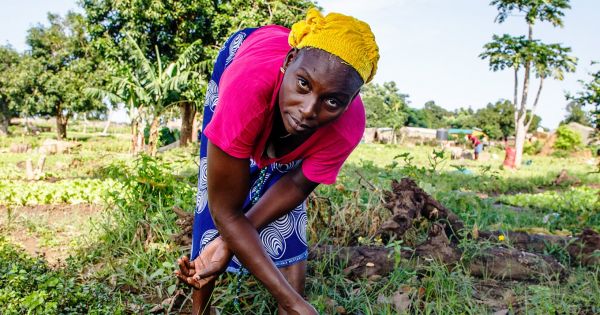 Au Sénégal, les notes vocales de WhatsApp révolutionnent l'agriculture