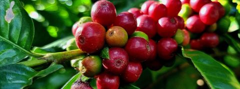 Le café menacé par le changement climatique Cafeier