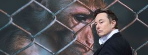Elon Musk devant un singe en cage