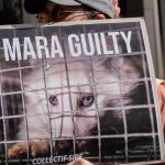 Affiche "Max Mara guilty" avec un vison en cage
