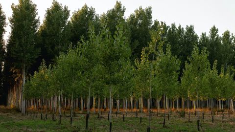 pexels-andreas-18142907