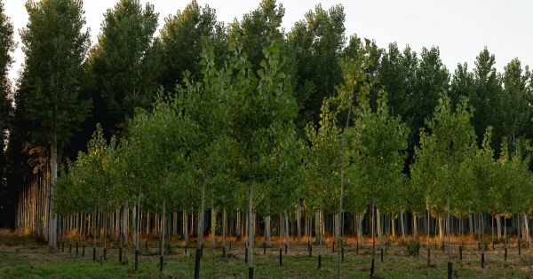 La reforestation, fidèle alliée de la réduction de l'empreinte carbone