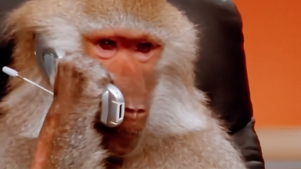 Ils sont de retour : les Degens, les plus débridés des cryptobros Un singe en train de passer un coup de fil