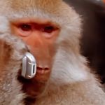 Un singe en train de passer un coup de fil