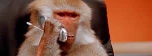 Un singe en train de passer un coup de fil
