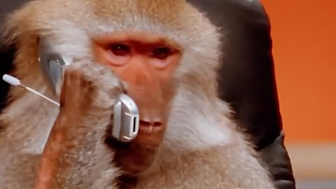 Un singe en train de passer un coup de fil