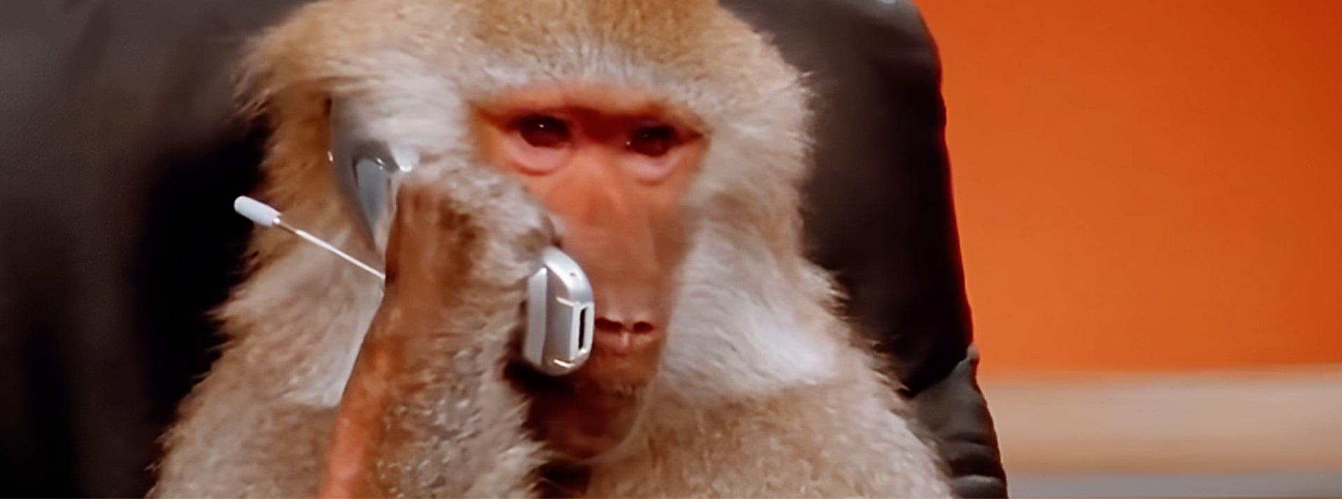 Ils sont de retour : les Degens, les plus débridés des cryptobros - L'ADN Un singe en train de passer un coup de fil