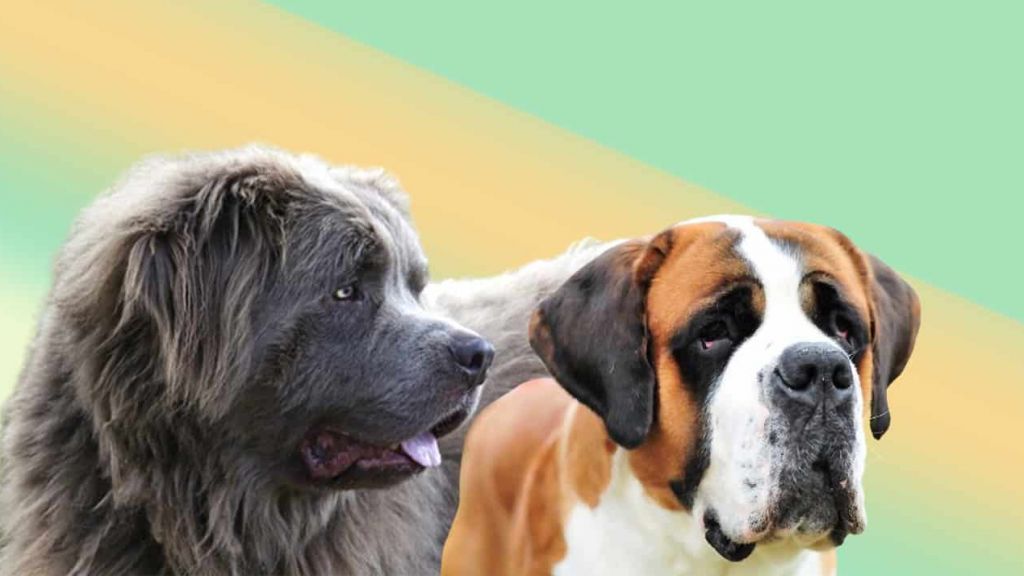 Un médicament pourrait allonger la vie des gros chiens Un médicament pourrait allonger la vie des gros chiens