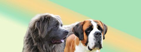 Un médicament pourrait allonger la vie des gros chiens Un médicament pourrait allonger la vie des gros chiens