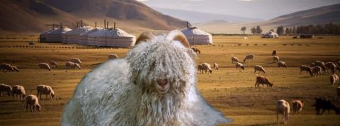 Guerres du cachemire : comment le produit de mode d'élite menace l'écosystème de la Mongolie Chèvre Cachemire