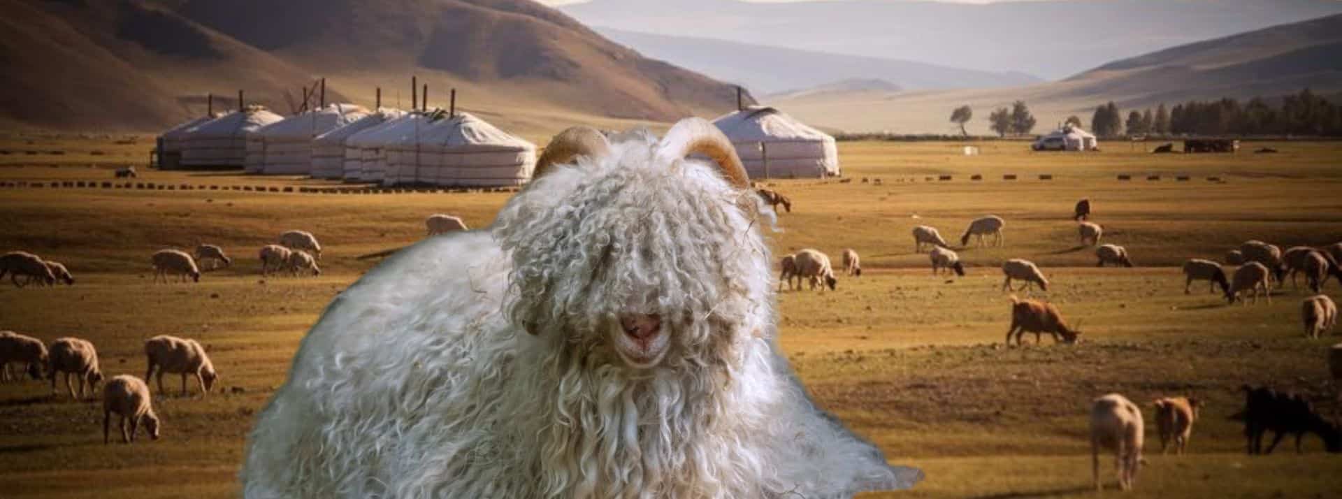 Chèvre Cachemire