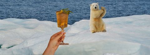 WTF : vous désirez un glaçon du Groenland dans votre cocktail ? Ours polaire