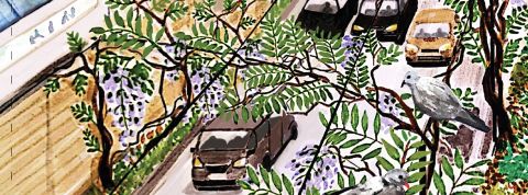 Adaptation au changement climatique : des solutions et enfin un chiffrage ! Illustration du périphérique avec de la glycine