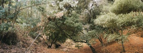 Planter des arbres du sud au nord, une fausse bonne idée pour le climat ? Des arbres du Sud