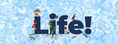 05-06-Life-festival 05-06-Life-festival