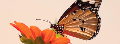 Le papillon qui nous a aidé à comprendre les effets du réchauffement climatique Papillon damier d'Edith sur ciel orangé