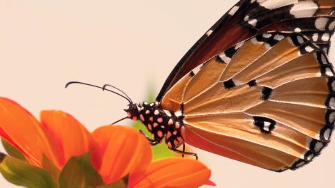 Papillon damier d'Edith sur ciel orangé