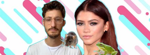 Êtes-vous plutôt souris ou grenouille ? Sur Tiktok, il faut choisir son camp Êtes-vous plutôt souris ou grenouille ? Sur Tiktok, il faut choisir son camp