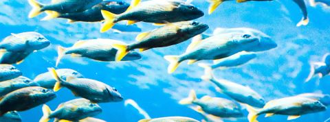 Souffrance des poissons : La petite cause qui monte, qui monte, qui monte… Un banc de poissons bleus et jaunes