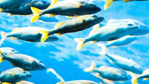 Un banc de poissons bleus et jaunes