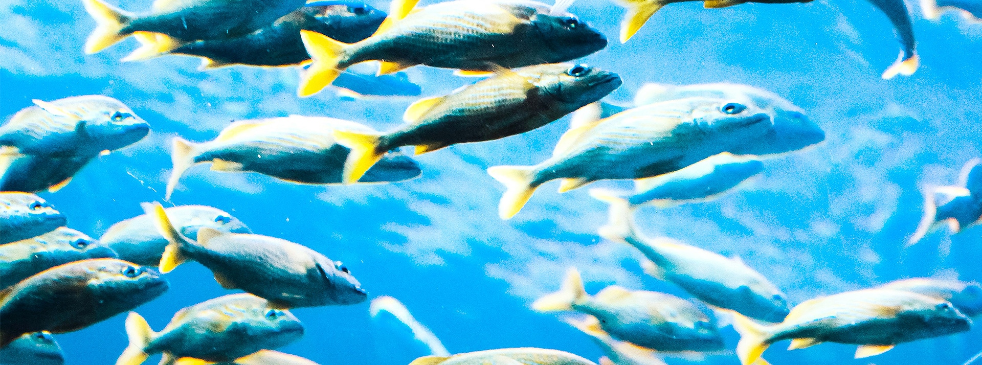 Souffrance des poissons : La petite cause qui monte, qui monte, qui monte… - L'ADN Un banc de poissons bleus et jaunes