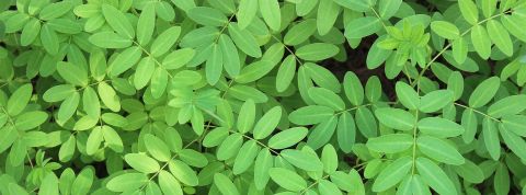 05-07-soleil-plantes 05-07-soleil-plantes