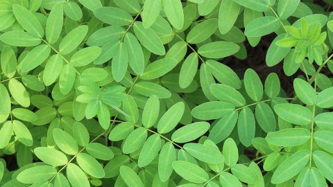 05-07-soleil-plantes