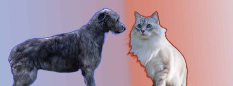 Chien ou chat… dis-moi quel est ton animal de compagnie, je te dirai qui tu votes Un chien sur fond bleu, un chat sur fond rouge