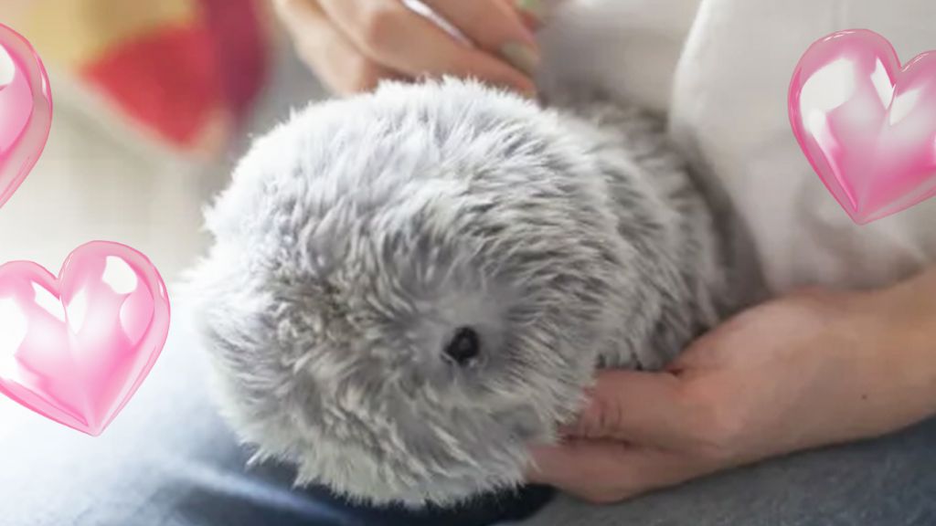 Moflin, une petite boule de poils alimentée par l'IA qui exprime ses émotions Un Moflin caressé par une femme