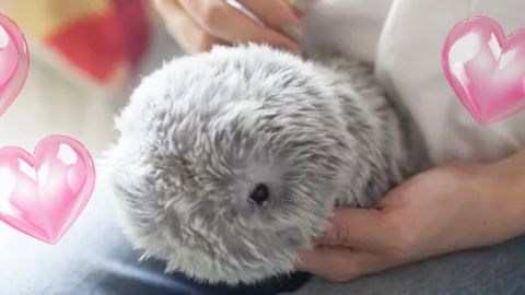 Un Moflin caressé par une femme