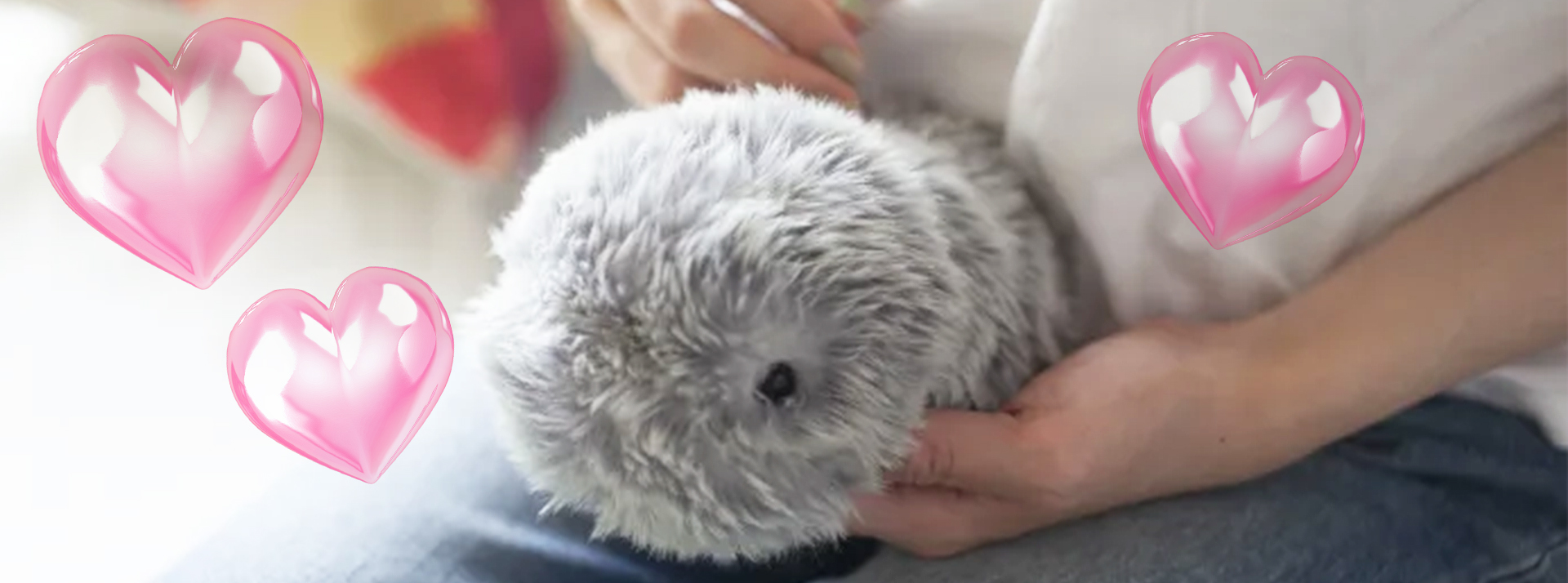 Moflin, une petite boule de poils alimentée par l'IA qui exprime ses émotions - L'ADN Un Moflin caressé par une femme
