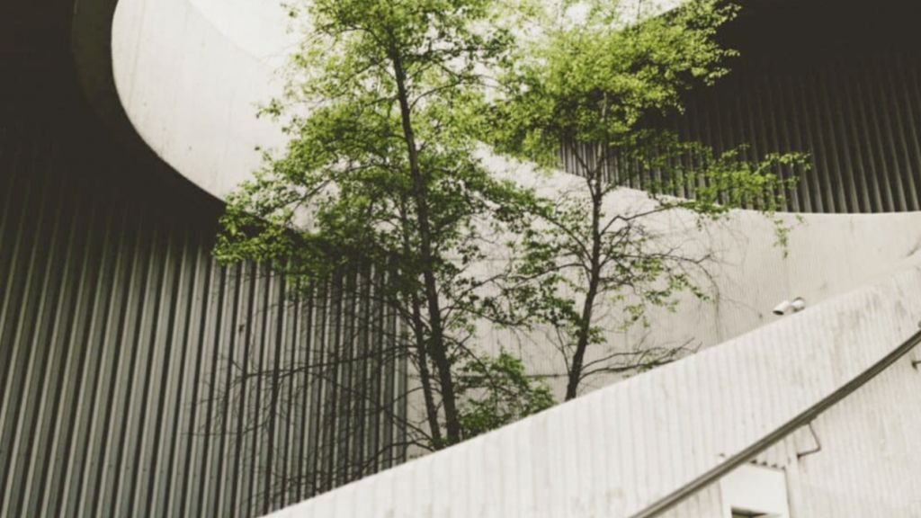 escalier avec arbre au milieu