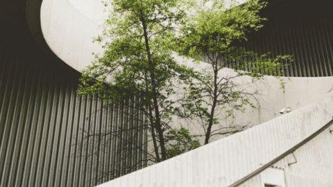 ESG escalier avec arbre au milieu