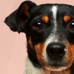 Un chien au regard un peu triste