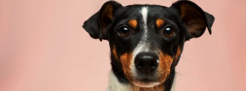 Comme chiens et chats : après la séparation, ils ont opté pour la garde alternée Un chien au regard un peu triste