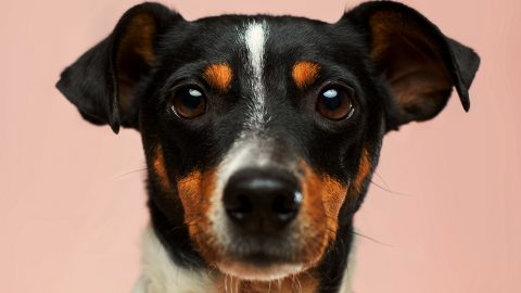 Un chien au regard un peu triste