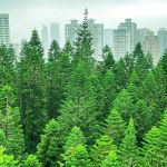 Une forêt avec une ville en fond